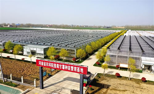 给农业插上科技的翅膀 河南周口国家农业科技园区走笔